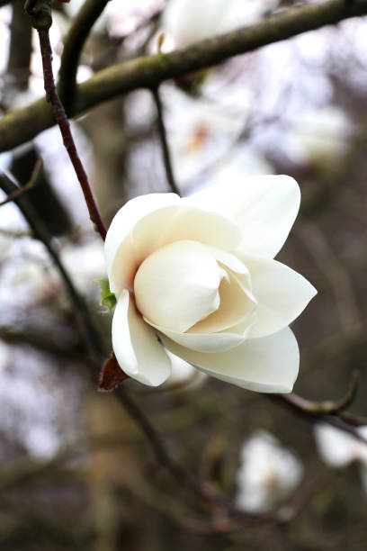 istock White magnolia flower in blossom on the tree. Close up 1448027614