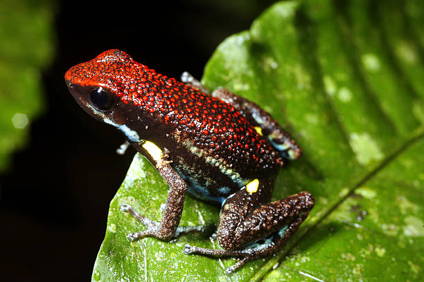 Ecuadorian Poison Frog (Ameerega bilingua) from the Ecuadorian Amazon red amphibian frog animals in the wild stock pictures, royalty-free photos & images