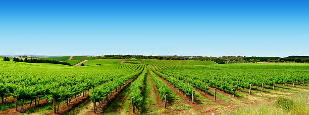 istock A beautiful green vine yard landscape 144802794