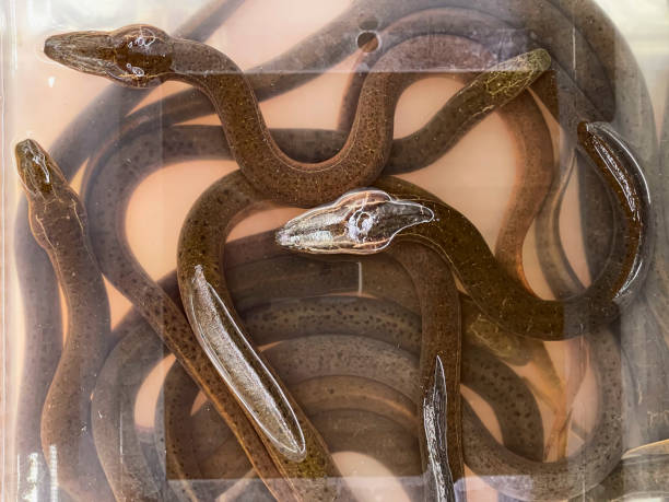 Eels for sale