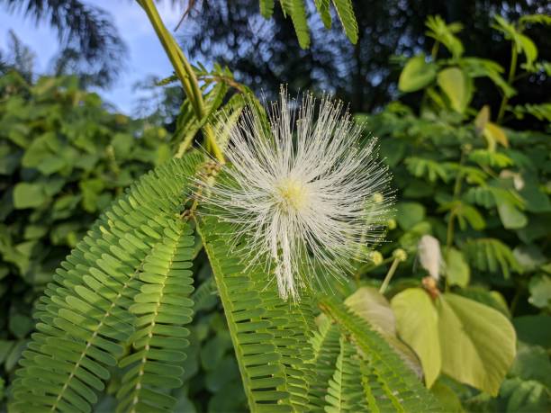istock Calliandra Flower In the morning 1448030050