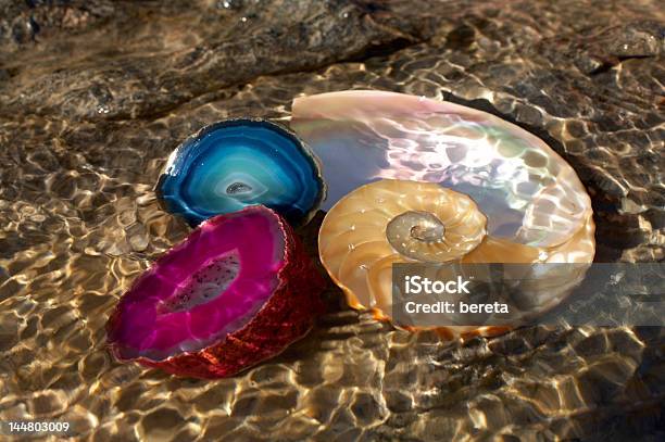 Underwater Image Of A Nautilus Shell Section And Agata Stones Stock Photo - Download Image Now