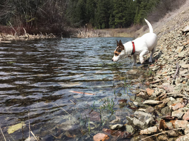 istock Dog walking along the edge of a small pond 1448030929