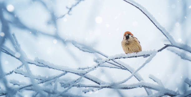 istock Small bird sparrow sitting on tree branch on winter nature background 1448032284