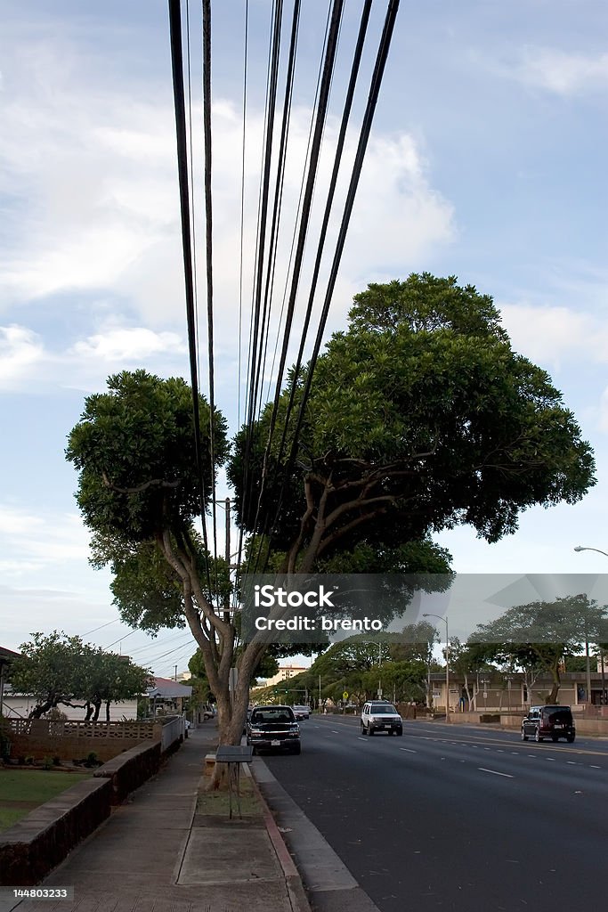 Power Lines und Bäume - Lizenzfrei Asphalt Stock-Foto
