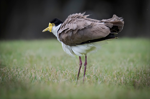 Masked lapwing also known as the spur-winged plover, close up