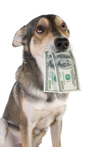 Perro con dinero photo