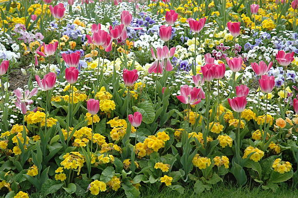 istock Tulip in the garden 144803510