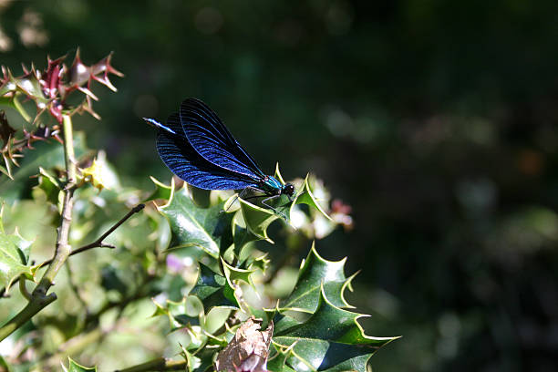 Damsel fly on holly plant stock photo