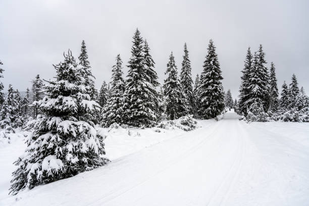 istock Cross country skiing track in Jizera Mountains 1448036122