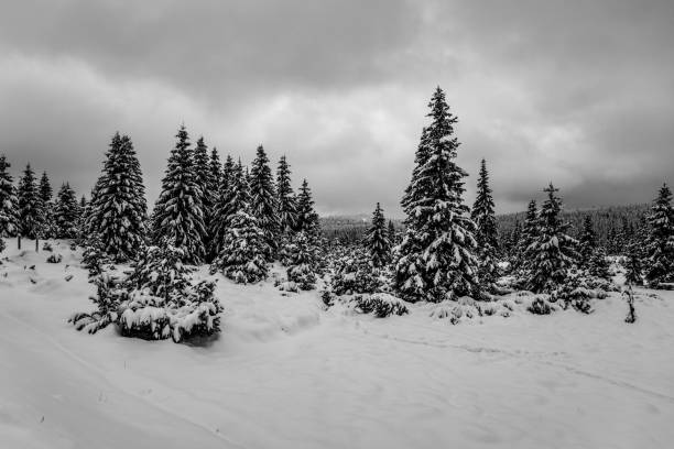 istock Trees covered by snow. Winter in mountain forest. 1448036138