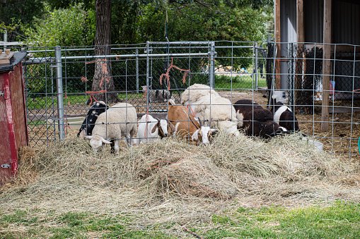 Several animals from the hoby farm are eating some hay
