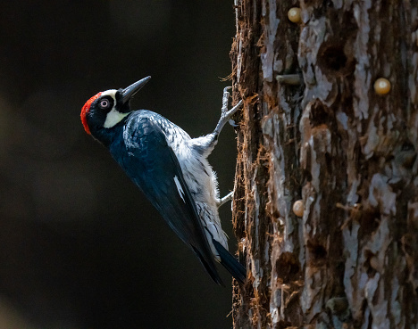 An Acorn Woodpecker (Melanerpes formicivorus) storing nuts in the bark of a cedar tree at the Oak Glen Nature Conservancy, Oak Glen, California in the Fall of 2021.