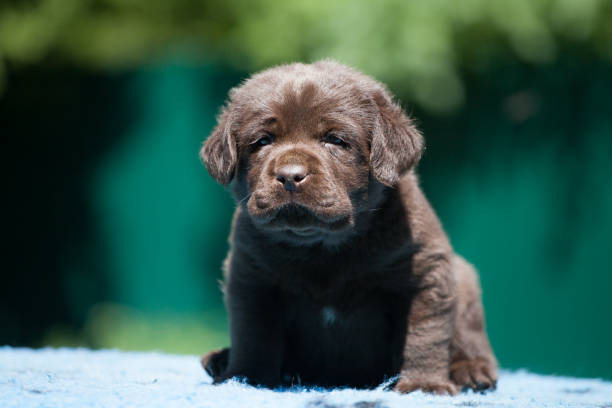 istock Labrador retriever in green park 1448036194