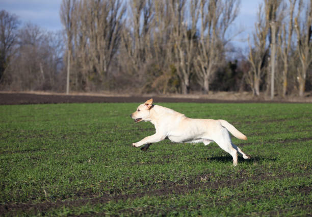 istock Puppy labrador retriever playing in the park 1448036224