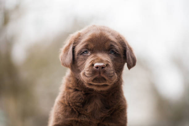 istock Puppy labrador retriever playing in the park 1448036244