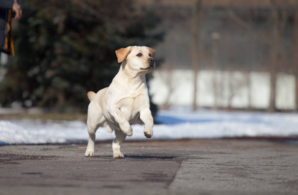 Puppy labrador retriever playing in the park