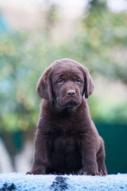 istock Puppy labrador retriever playing in the park 1448036262