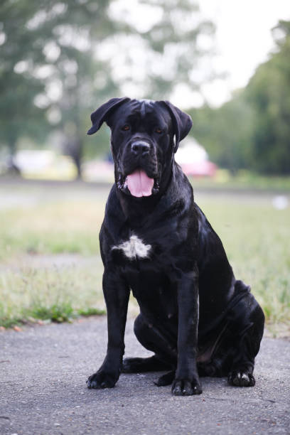 Italian Cane Corso puppy in the grass Italian Cane Corso puppy in the grass cane corso stock pictures, royalty-free photos & images