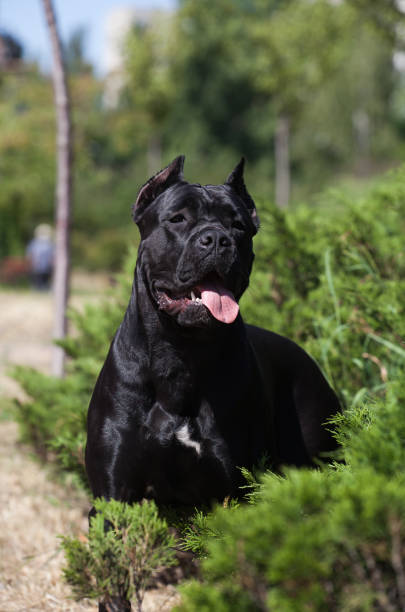 istock Italian Cane Corso puppy in the grass 1448036269