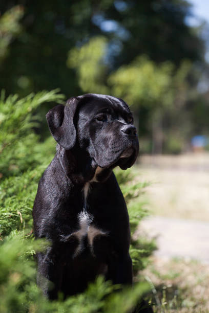 istock Italian Cane Corso puppy in the grass 1448036270