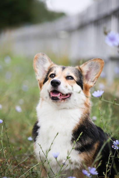 istock Welsh corgi pembroke in the park 1448036343
