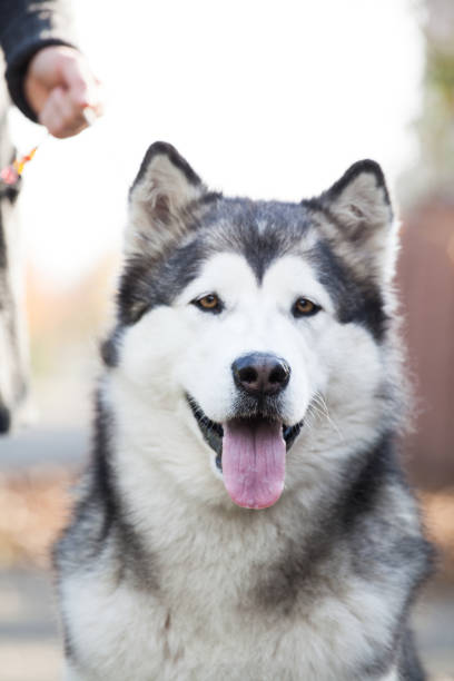 istock Alaskan Malamute in the park 1448036403
