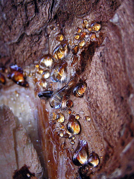 Tears of a wood stock photo