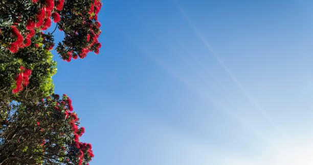 pohutukawa-bäume in voller blüte vor blauem himmel, neuseeländischer weihnachtsbaum. auckland. - pohutukawa tree christmas new zealand beach stock-fotos und bilder