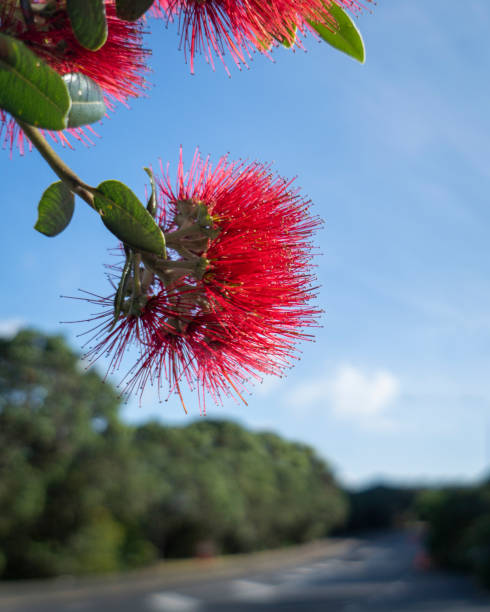 alberi di pohutukawa in piena fioritura contro un cielo blu, albero di natale della nuova zelanda. formato verticale. - pohutukawa tree christmas new zealand beach foto e immagini stock