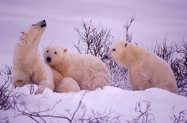 istock Polar bear family. Sow smelling danger on the wind. 144803765