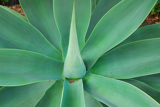 Agave stock photo