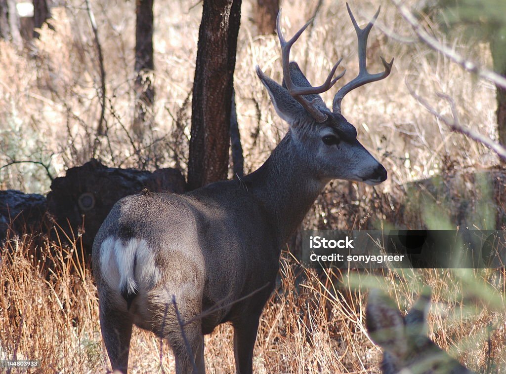 Mule Deer Buck - Lizenzfrei Bock - Männliches Tier Stock-Foto