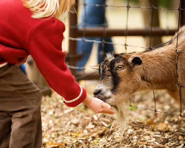 Small child feeding a goat from their hand A billy goat eating from a girl's hand. animal neck photos stock pictures, royalty-free photos & images
