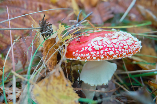 Fly agaric with a red cap on a white leg stands in the forest among dry leaves, poisonous mushrooms. Cosmetic mushrooms.