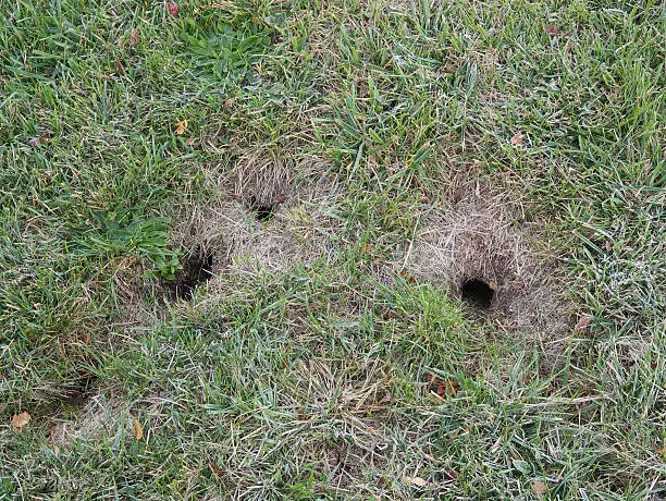 Lawn pest--entrance holes to an Eastern Chipmunk (Tamias striatus) burrow in a lawn with frost on it.
