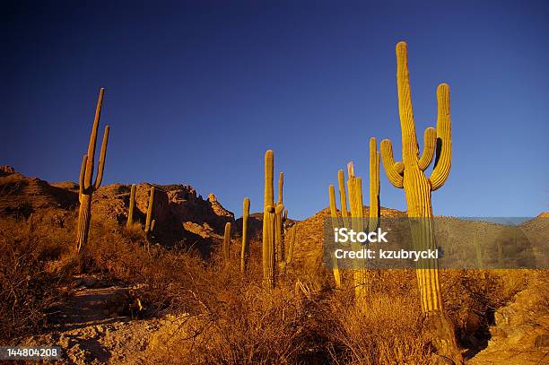 Desierto De Calor Foto de stock y más banco de imágenes de Desierto - Desierto, Ola de calor, Aire libre