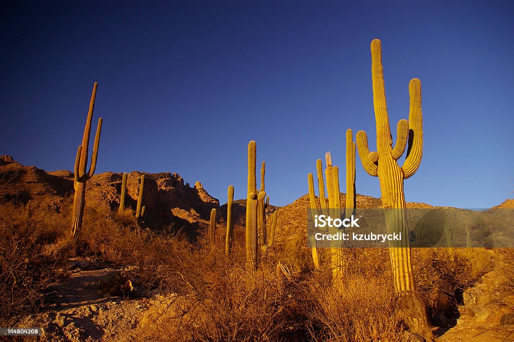 Deserto di calore - Foto stock royalty-free di Deserto