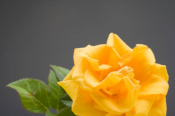 golden rose stock photo