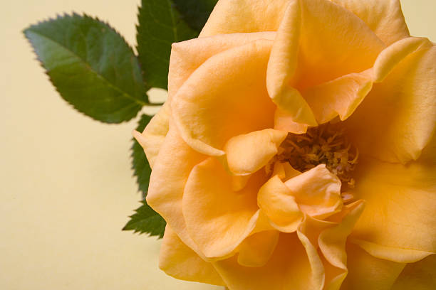 golden rose stock photo