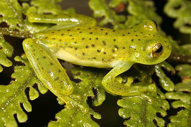 Glass Frog Centrolene prosoblepon in cloudforest near Mindo, Ecuador glass frog stock pictures, royalty-free photos & images