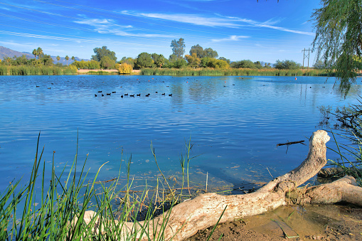 Blue water with wild birds at Sweetwater Wetlands- Tucson, Arizona. There is a log at the front near the water and a view of trees, grasses, mountain, and blue sky at the background.