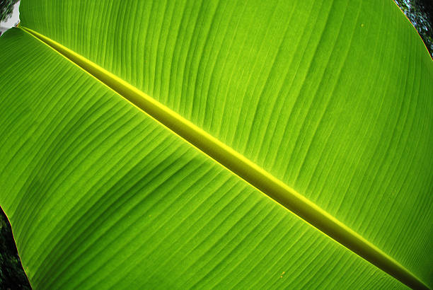 istock green banana leaf in the gardens 144804393