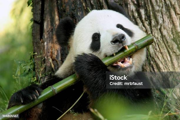 Me Puede Desempeñar La Copa Foto de stock y más banco de imágenes de Panda - Animal - Panda - Animal, Bambú - Familia de la Hierba, Bambú - Material