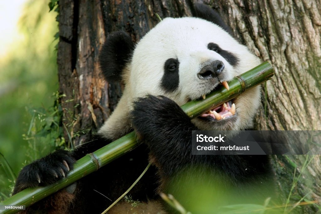 I can play the Flute! A panda eats a large bamboo stalk.  Kinda looks like it is playing a flute in my opinion. Panda - Animal Stock Photo