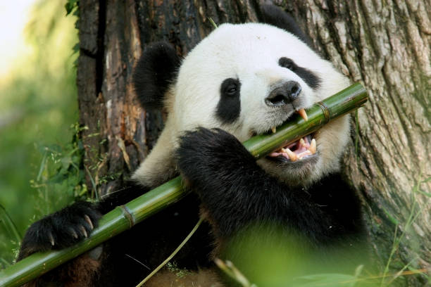 I can play the Flute! A panda eats a large bamboo stalk.  Kinda looks like it is playing a flute in my opinion. Pandas stock pictures, royalty-free photos & images