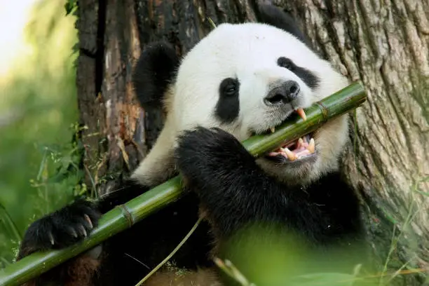 A panda eats a large bamboo stalk.  Kinda looks like it is playing a flute in my opinion.