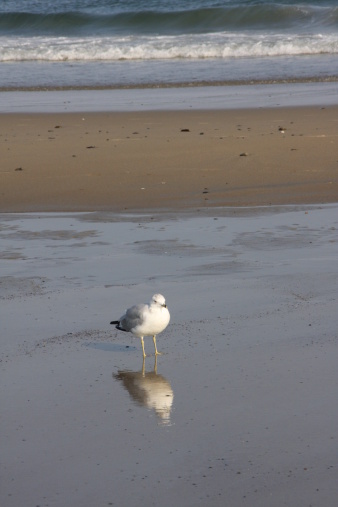 Sea gull reflected in ocean pool at Wells, Maine