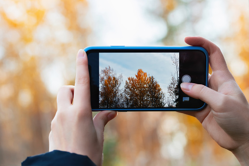 Girl takes pictures of yellow autumn trees on a phone camera.