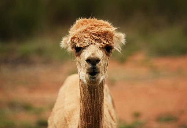 Alpaca Pouting stock photo